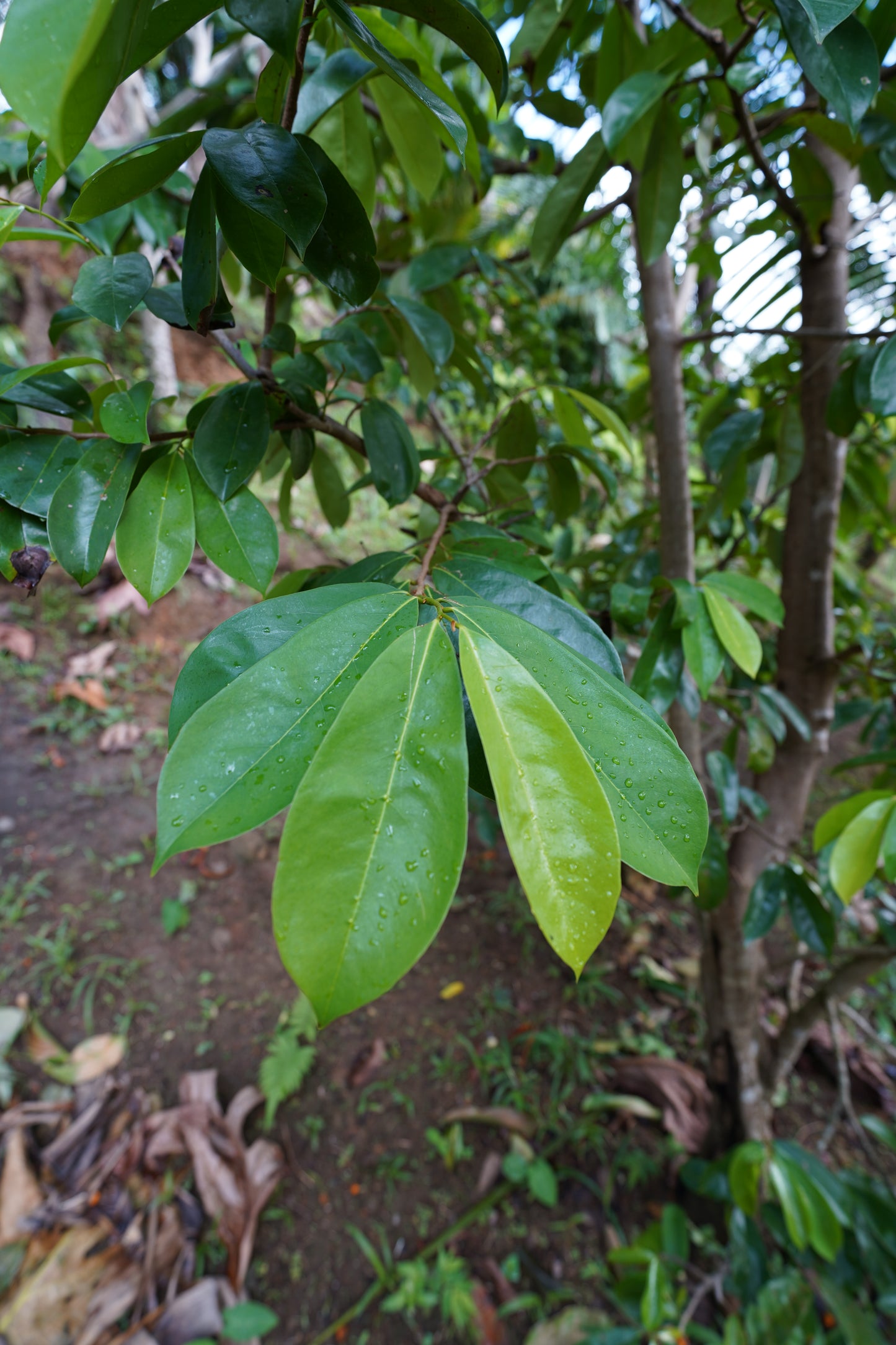 Soursop Leaf