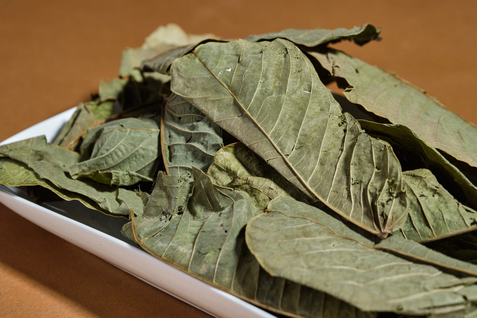 Cassia Alata Leaf - Akeem Pierre